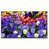 Show product details for MW3243-F-V2 Uniview 43" 4K LED Monitor